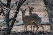 DPPhotography - Namibia - Damara dik-dik - A