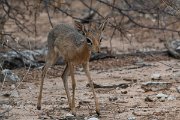 DPPhotography - Namibia - Damara dik-dik - B