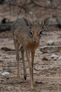 DPPhotography - Namibia - Damara dik-dik - C