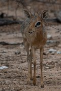 DPPhotography - Namibia - Damara dik-dik - D
