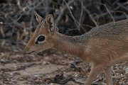 DPPhotography - Namibia - Damara dik-dik - E