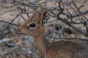 DPPhotography - Namibia - Damara dik-dik - F