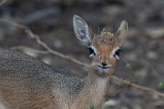DPPhotography - Namibia - Damara dik-dik - G