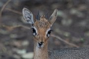 DPPhotography - Namibia - Damara dik-dik - H