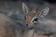 DPPhotography - Namibia - Damara dik-dik - I