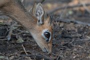 DPPhotography - Namibia - Damara dik-dik - J