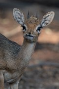 DPPhotography - Namibia - Damara dik-dik - K