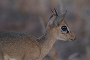 DPPhotography - Namibia - Damara dik-dik - L