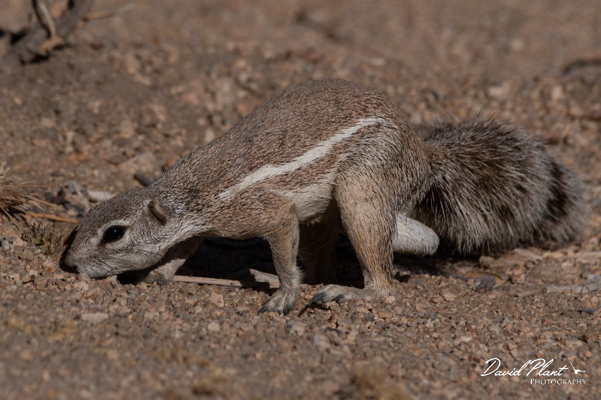 DPPhotography - Namibia - Damara ground squirrel - B.jpg - Damara ground squirrel - Sptizkoppe