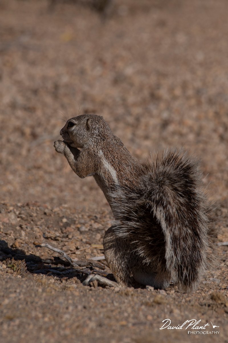 DPPhotography - Namibia - Damara ground squirrel - C.jpg - Damara ground squirrel - Sptizkoppe