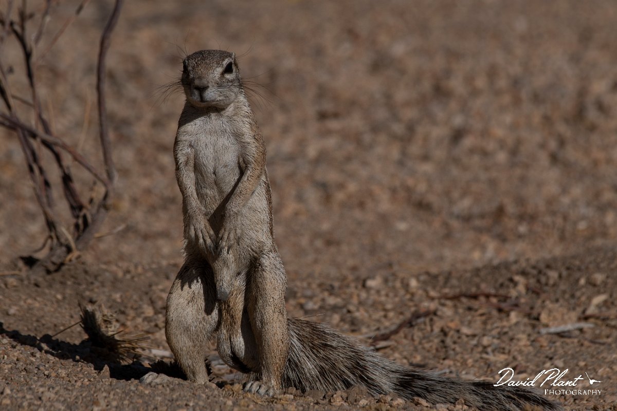 DPPhotography - Namibia - Damara ground squirrel - D.jpg - Damara ground squirrel - Sptizkoppe