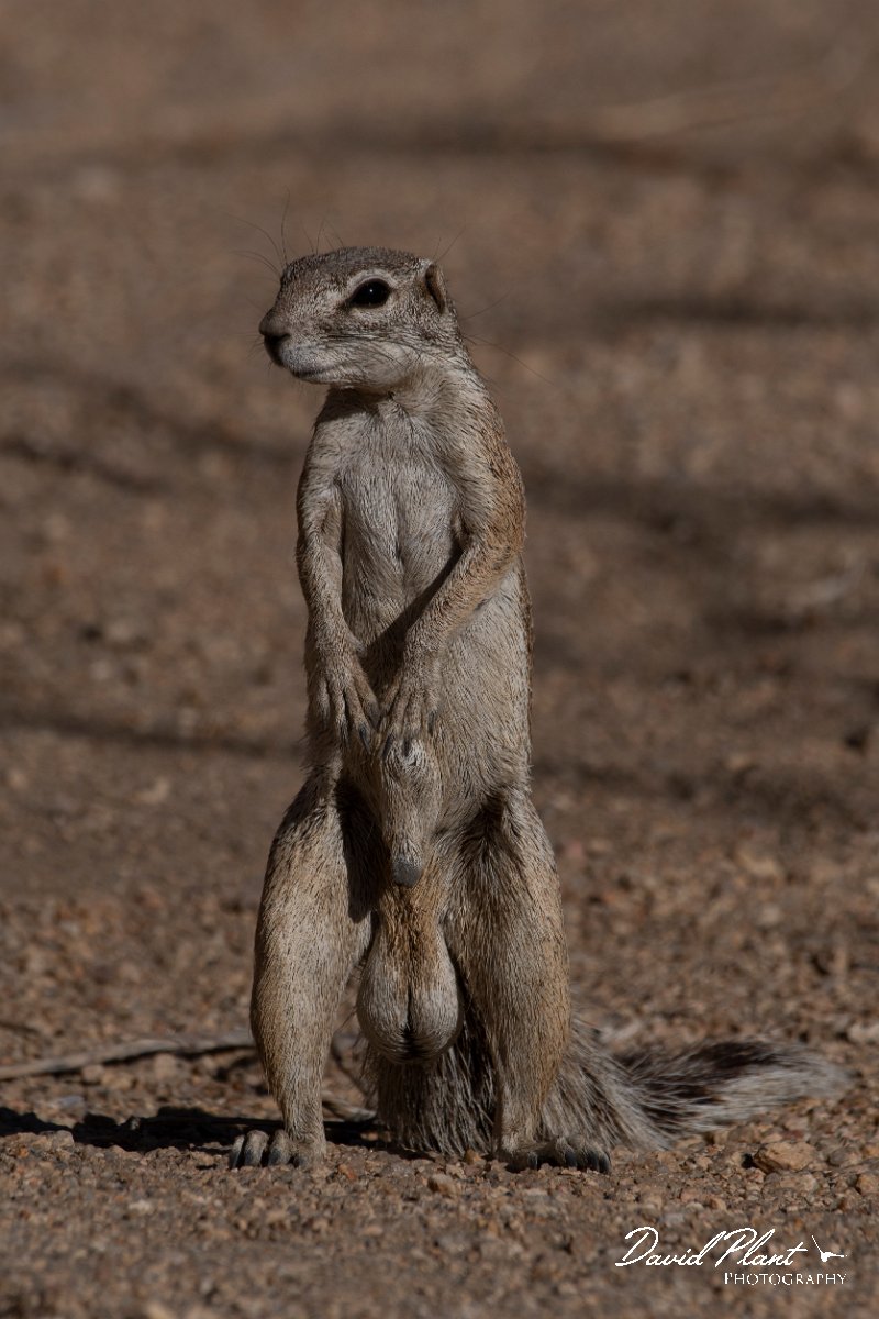 DPPhotography - Namibia - Damara ground squirrel - E.jpg - Damara ground squirrel - Sptizkoppe