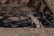 DPPhotography - Namibia - Damara ground squirrel - A