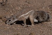 DPPhotography - Namibia - Damara ground squirrel - B
