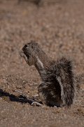 DPPhotography - Namibia - Damara ground squirrel - C