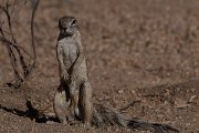 DPPhotography - Namibia - Damara ground squirrel - D