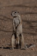DPPhotography - Namibia - Damara ground squirrel - E