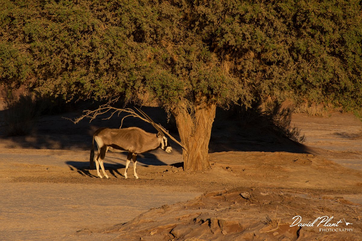 DPPhotography - Namibia - Gemsbok - A.jpg - Gemsbok - Namib-Naukluft National Park