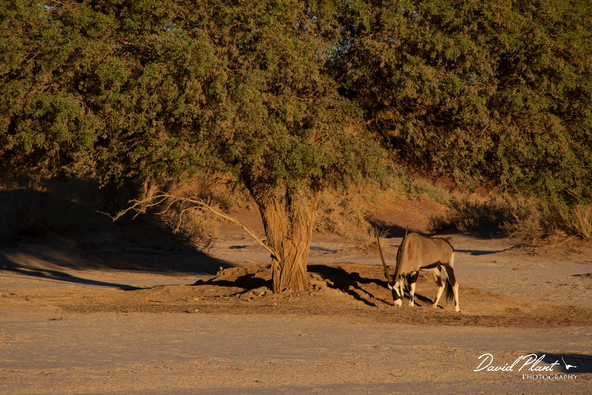 DPPhotography - Namibia - Gemsbok - B.jpg - Gemsbok - Namib-Naukluft National Park