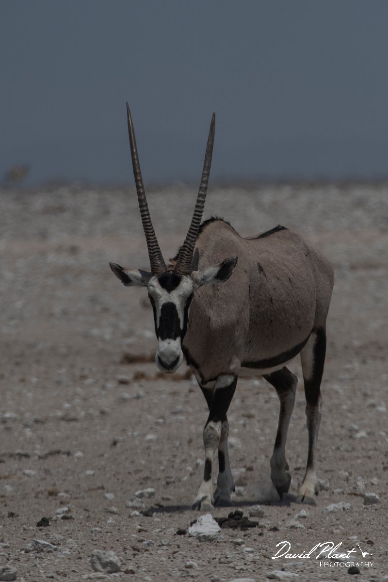 DPPhotography - Namibia - Gemsbok - C.jpg - Gemsbok - Etosha National Park