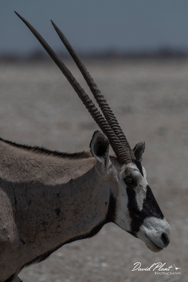DPPhotography - Namibia - Gemsbok - D.jpg - Gemsbok - Etosha National Park