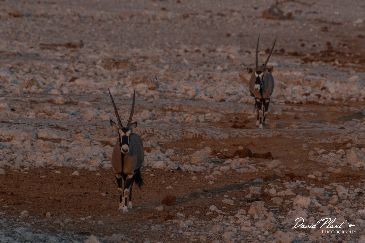 DPPhotography - Namibia - Gemsbok - E.jpg - Gemsbok - Etosha National Park