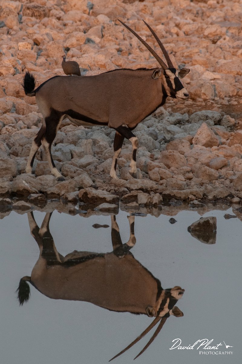 DPPhotography - Namibia - Gemsbok - F.jpg - Gemsbok - Etosha National Park