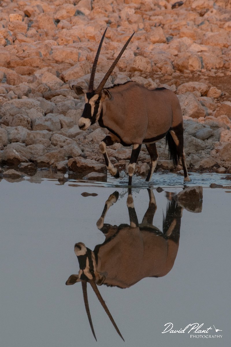 DPPhotography - Namibia - Gemsbok - G.jpg - Gemsbok - Etosha National Park