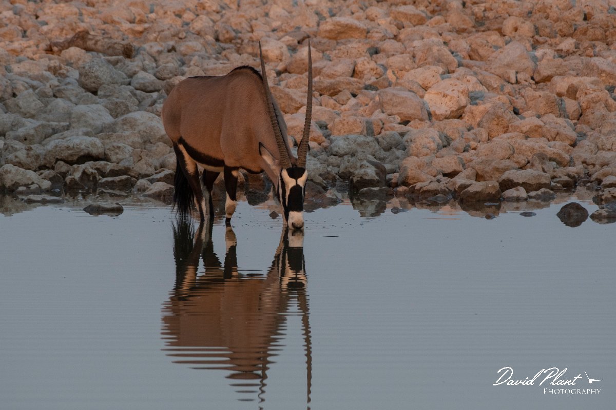 DPPhotography - Namibia - Gemsbok - H.jpg - Gemsbok - Etosha National Park