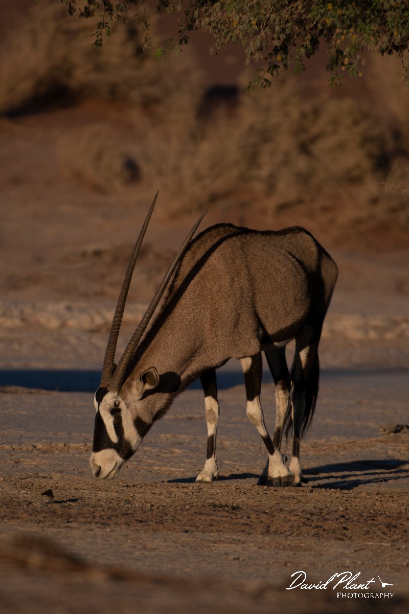 DPPhotography - Namibia - Gemsbok - I.jpg - Gemsbok - Namib-Naukluft National Park