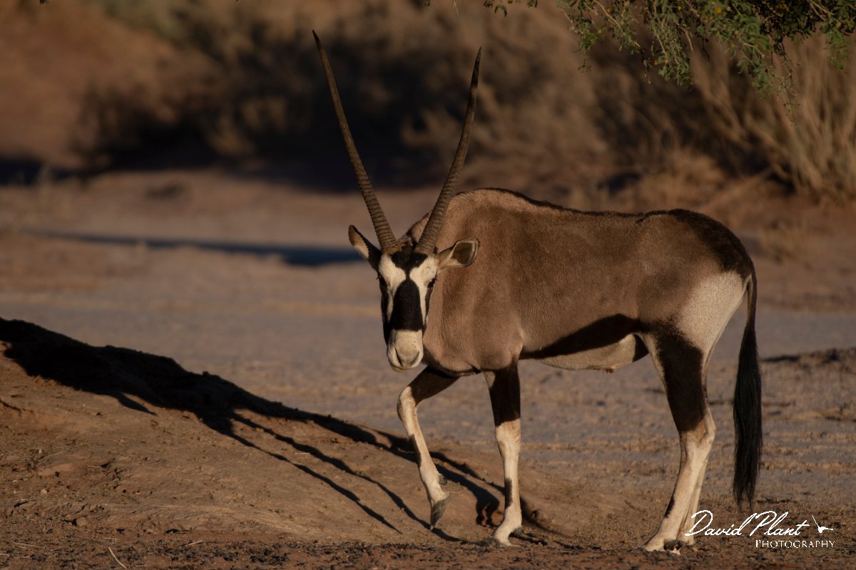 DPPhotography - Namibia - Gemsbok - K.jpg - Gemsbok - Namib-Naukluft National Park
