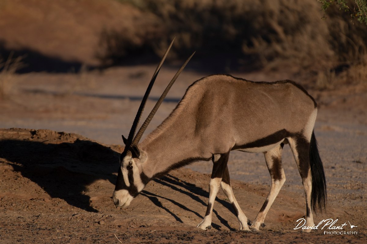 DPPhotography - Namibia - Gemsbok - L.jpg - Gemsbok - Namib-Naukluft National Park