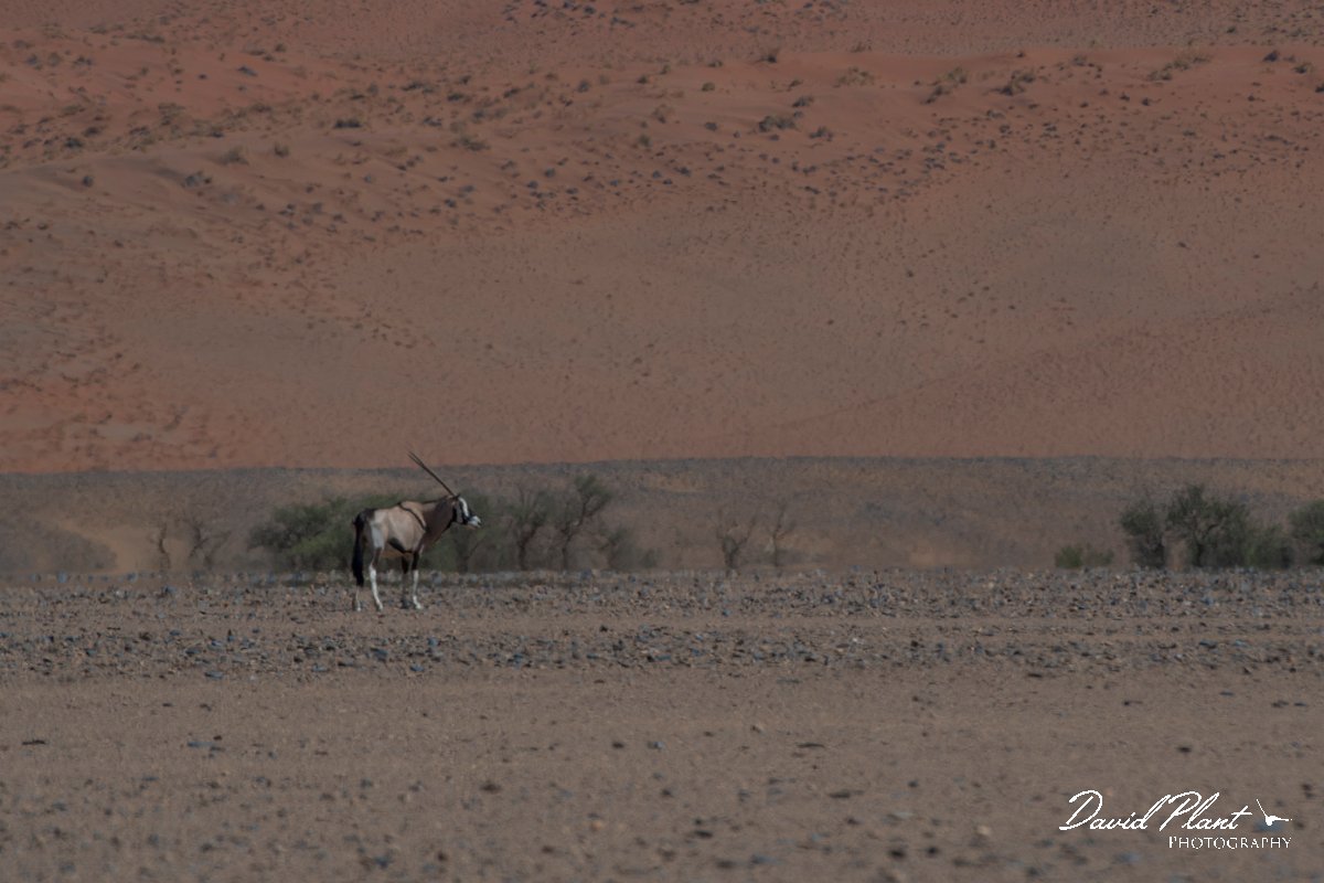 DPPhotography - Namibia - Gemsbok - M.jpg - Gemsbok - Namib-Naukluft National Park
