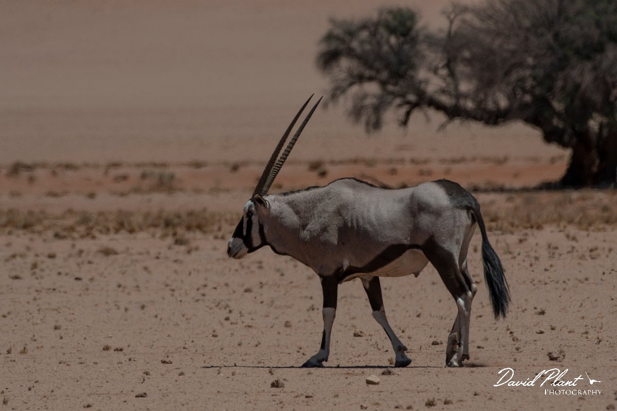 DPPhotography - Namibia - Gemsbok - N.jpg - Gemsbok - Namib-Naukluft National Park