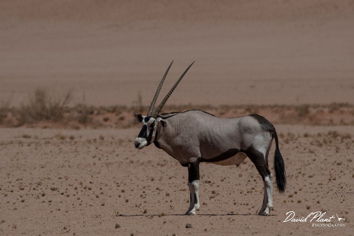 DPPhotography - Namibia - Gemsbok - O.jpg - Gemsbok - Namib-Naukluft National Park