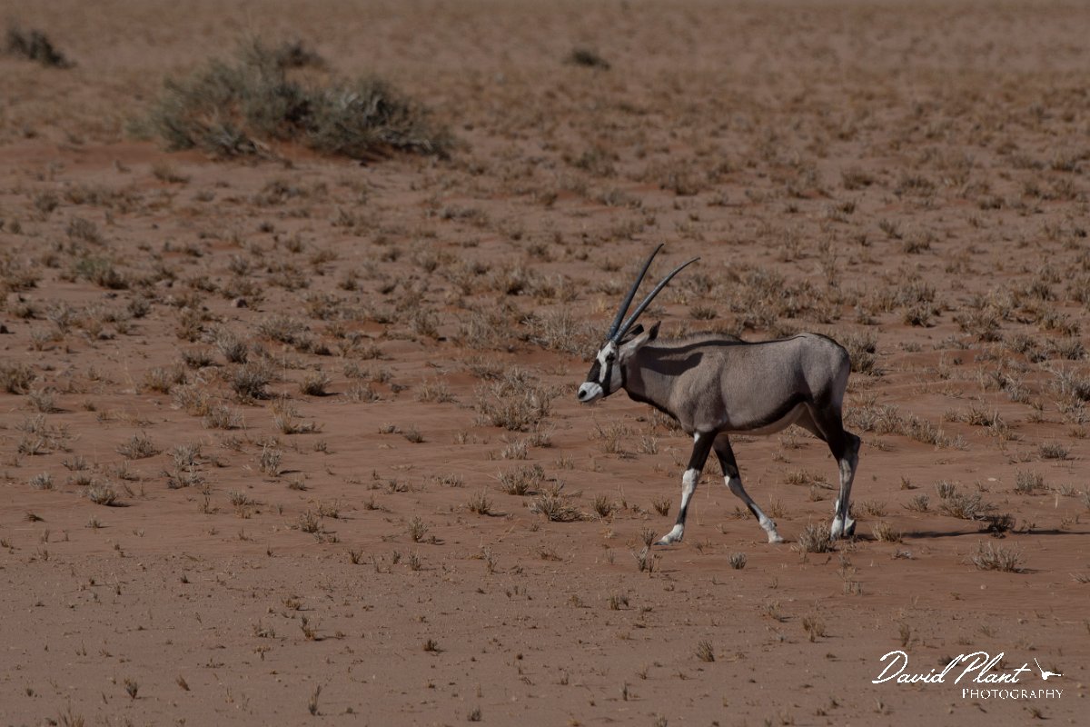 DPPhotography - Namibia - Gemsbok - P.jpg - Gemsbok - Namib-Naukluft National Park