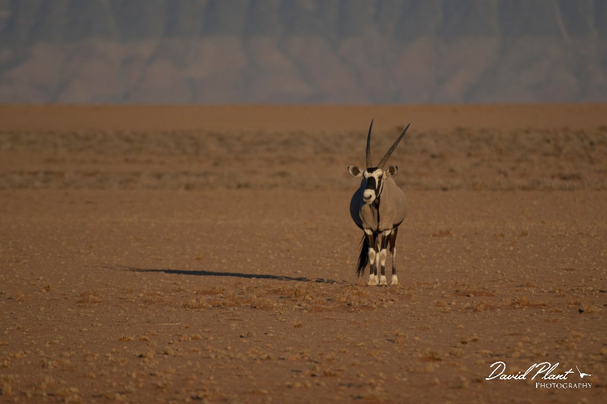DPPhotography - Namibia - Gemsbok - Q.jpg - Gemsbok - Namib-Naukluft National Park