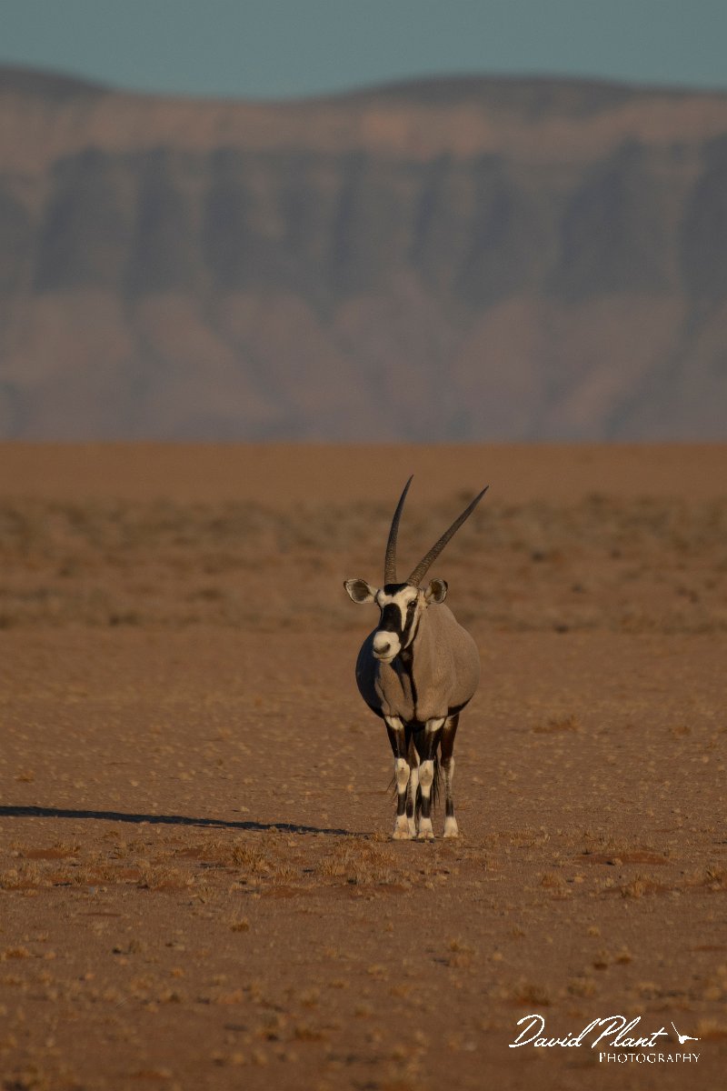 DPPhotography - Namibia - Gemsbok - R.jpg - Gemsbok - Namib-Naukluft National Park