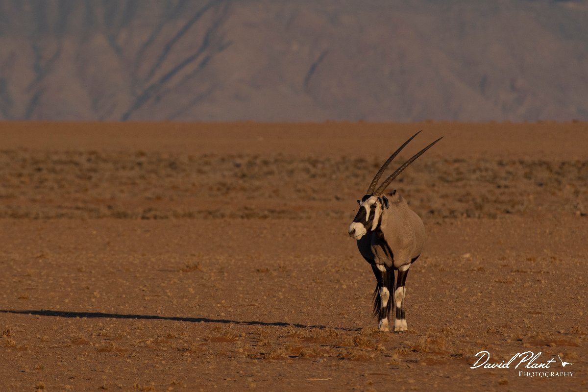 DPPhotography - Namibia - Gemsbok - S.jpg - Gemsbok - Namib-Naukluft National Park