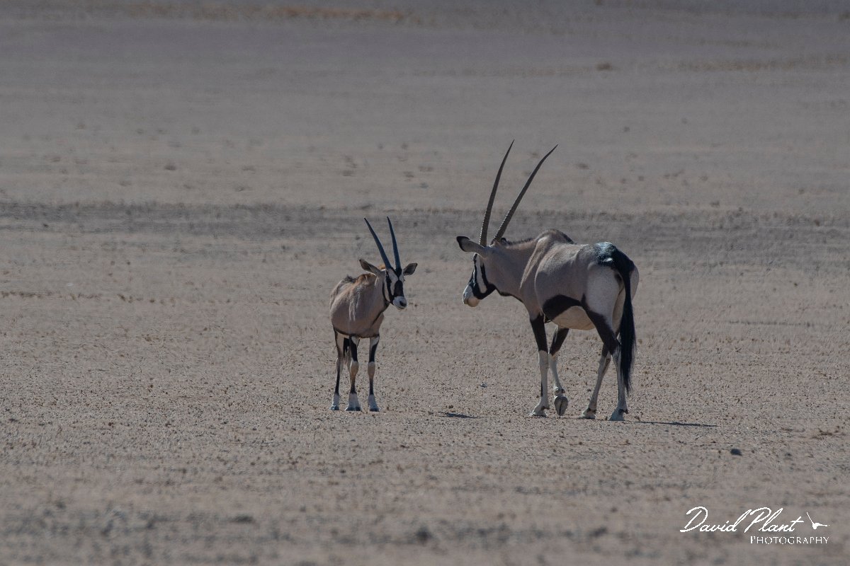 DPPhotography - Namibia - Gemsbok - T.jpg - Gemsbok - Namib-Naukluft National Park