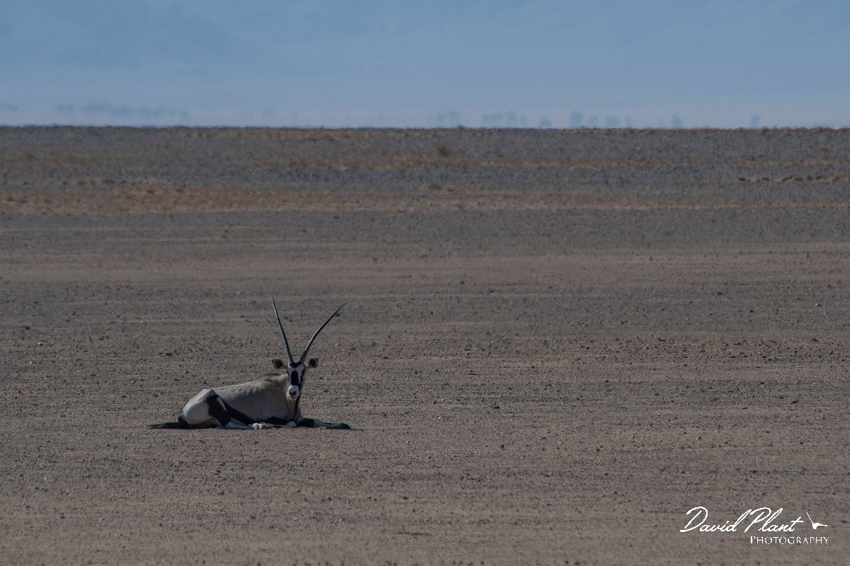 DPPhotography - Namibia - Gemsbok - U.jpg - Gemsbok - Namib-Naukluft National Park