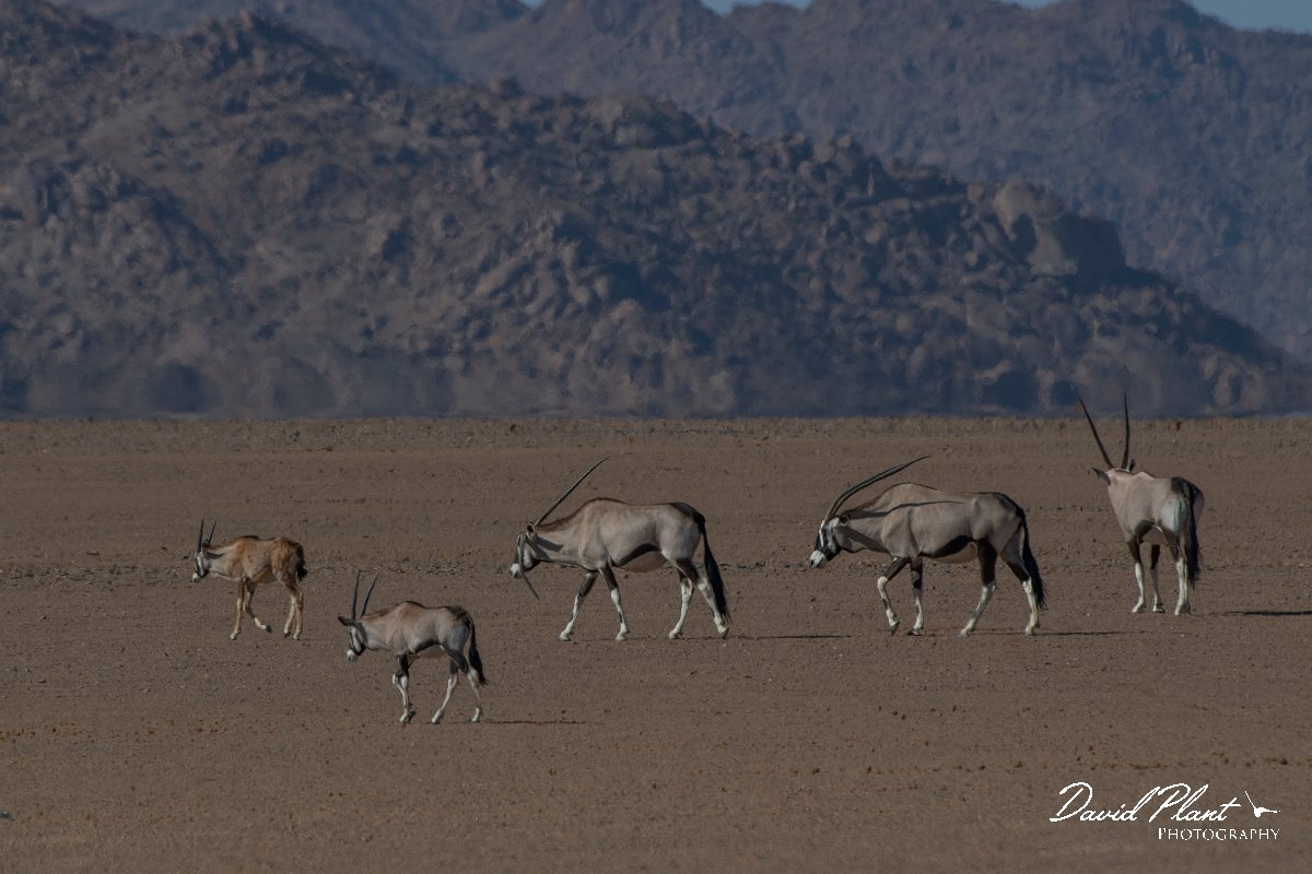 DPPhotography - Namibia - Gemsbok - V.jpg - Gemsbok - Namib-Naukluft National Park