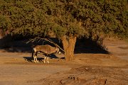 DPPhotography - Namibia - Gemsbok - A