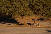 DPPhotography - Namibia - Gemsbok - B