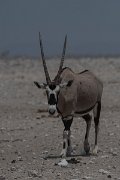 DPPhotography - Namibia - Gemsbok - C
