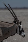 DPPhotography - Namibia - Gemsbok - D
