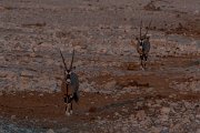 DPPhotography - Namibia - Gemsbok - E