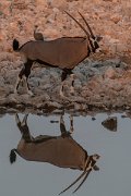 DPPhotography - Namibia - Gemsbok - F