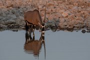 DPPhotography - Namibia - Gemsbok - H