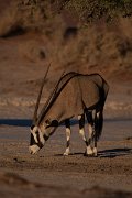 DPPhotography - Namibia - Gemsbok - I